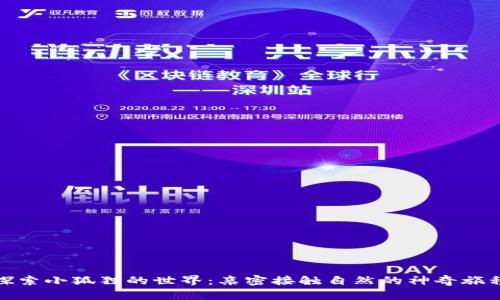 探索小狐狸的世界：亲密接触自然的神奇旅程